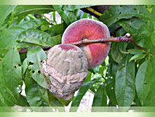 Diseased fruit sample laid out for disease assessment