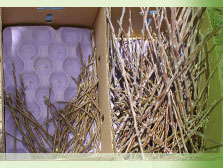 Boxes of collected plant samples ready for inspection