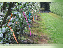 Apple blossom row with pink and orange ribbon markers tying a trial plot